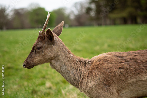 Deer on the park