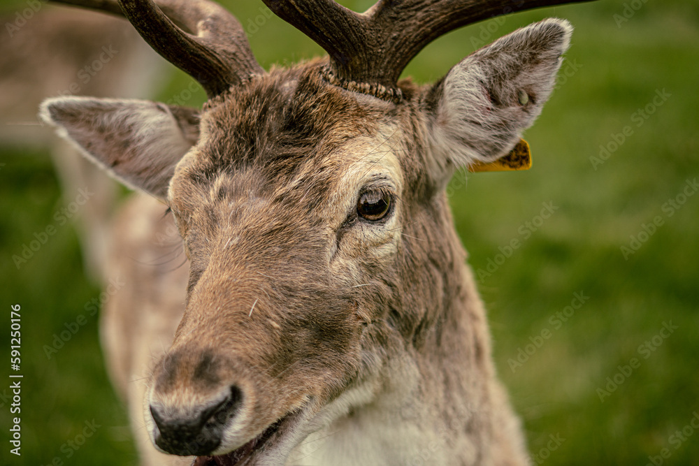 Deer on the park Deer on the park