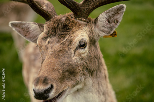 Deer on the park