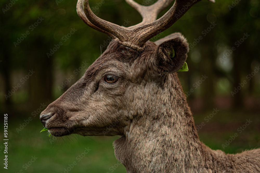Deer on the park Deer on the park