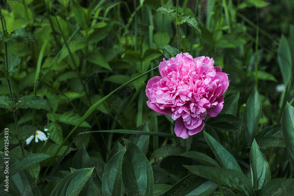 one pale pink peony among green dense grass on a cloudy rainy day