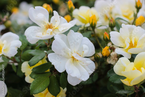 bush of white rosehip flowers close-up for background  postcards