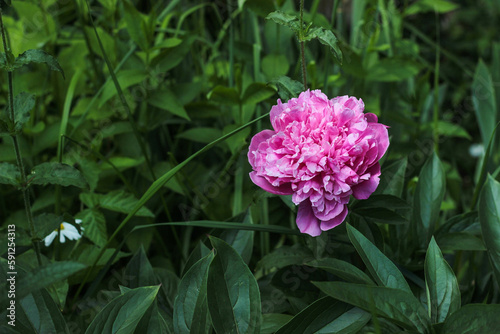 one pale pink peony among green dense grass on a cloudy rainy day