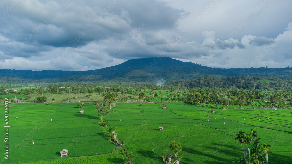 Obraz premium Vast Green Rice Fields with Mountain and Cloudy Sky