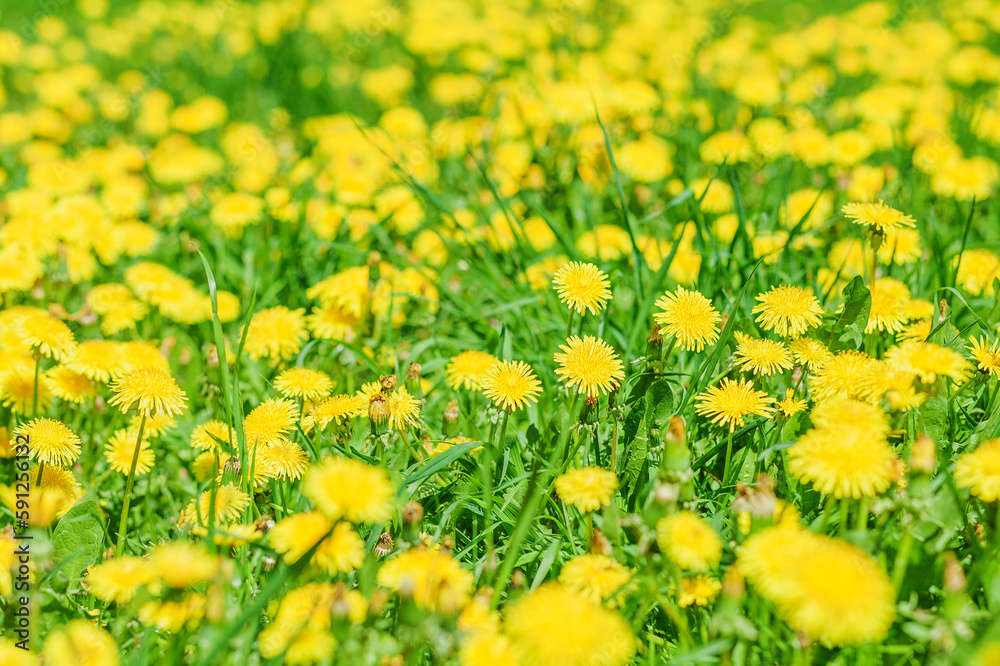 Spring meadow with bright yellow dandelions in green grass. Spring floral background or banner with copy space. Flowering yellow dandelions in springtime sunny day. Close up.