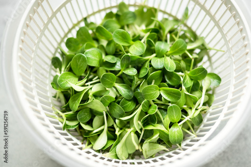 Growing microgreens at home. Harvest of milk thistle microgreens sprouts. Fresh micro greens closeup. Food photography