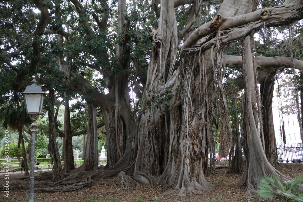 Obraz premium Ficus benghalensis in Palermo, Sicily Italy