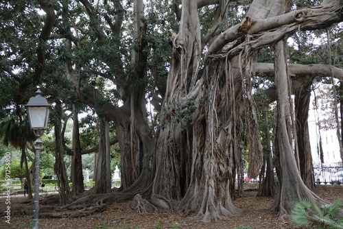 Ficus benghalensis in Palermo, Sicily Italy