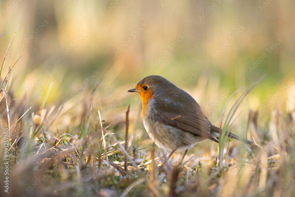Bird Robin Erithacus rubecula, small bird, spring time in Poland Europe Bird Robin Erithacus rubecula, small bird, spring time in Poland Europe