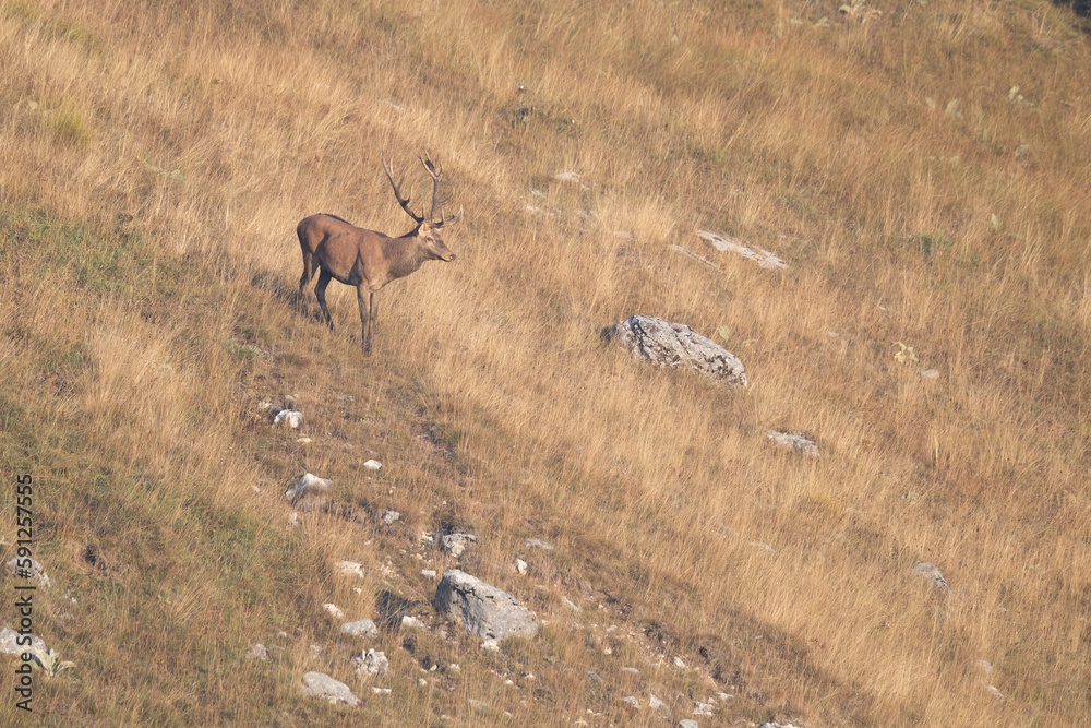 Fototapeta premium The male red deer (Cervus elaphus) stag or hart.