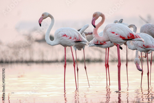 Beautiful flamingo near back water. wall mounting of flamingo bird. background picture of bird. Beautiful wings of flying flamingo. Wall poster of flamingo bird. Migratory bird in Bhigwan  India.