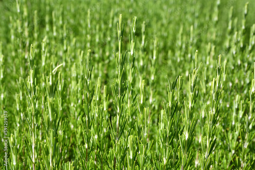 Obraz premium Field of rosemary at sunny day