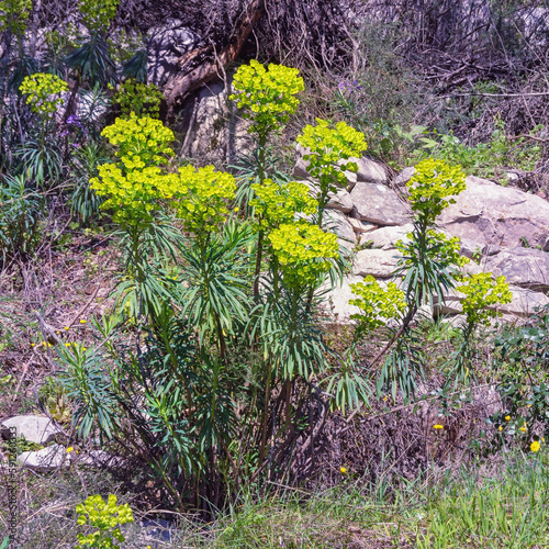 Bright yellow spring flowers of Dinaric Alps. Euphorbia characias (Mediterranean spurge or Albanian spurge). Montenegro photo