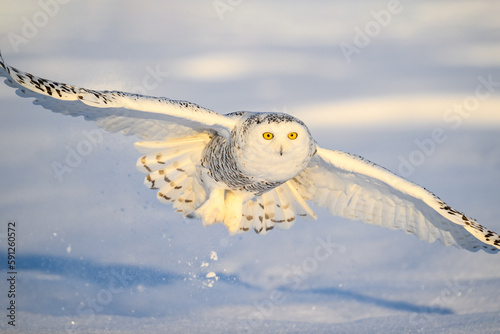 Female Snowy Owl taking off from snow 