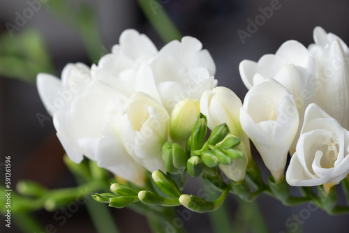 Graceful, beautiful, snow-white freesias close-up. Blurry dark surface in the background. Copy space. Background for quotes. Flowers background