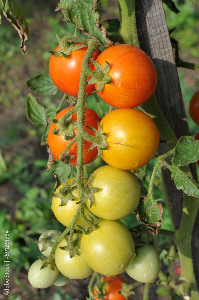 Cherry tomatoes grow in open ground