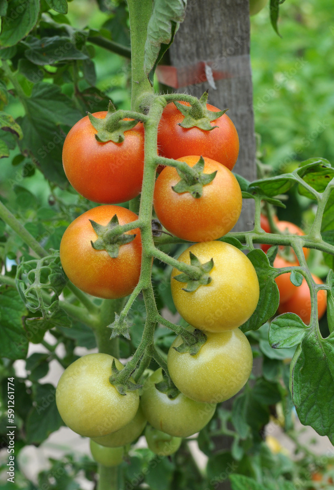 Cherry tomatoes grow in open ground