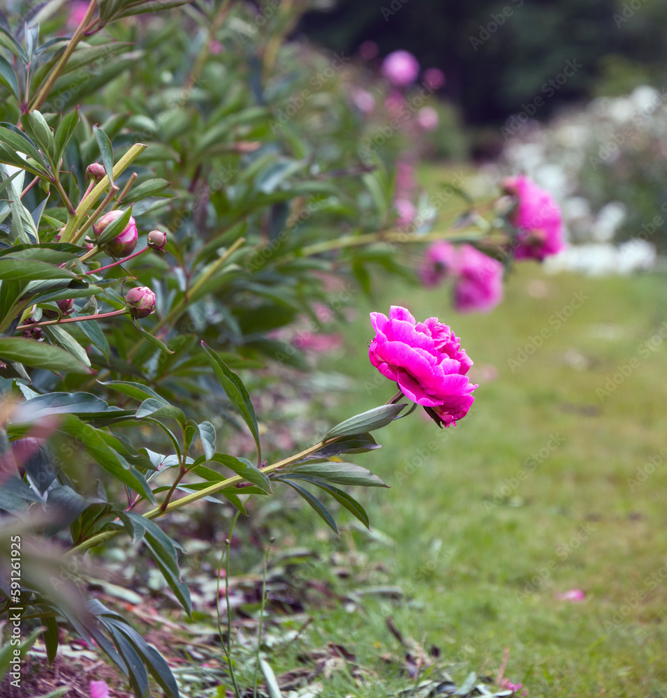 Paeonia 'Peony' Dr Alexander Fleming Paeonia 'Peony' Dr Alexander Fleming