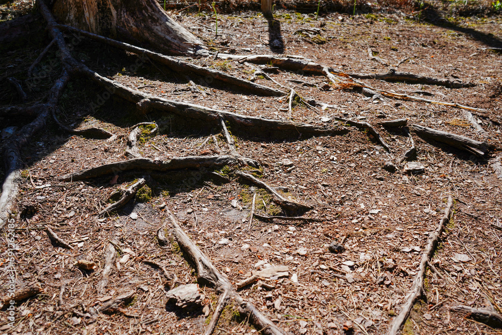 Exposed tree roots in woodland Exposed tree roots in woodland