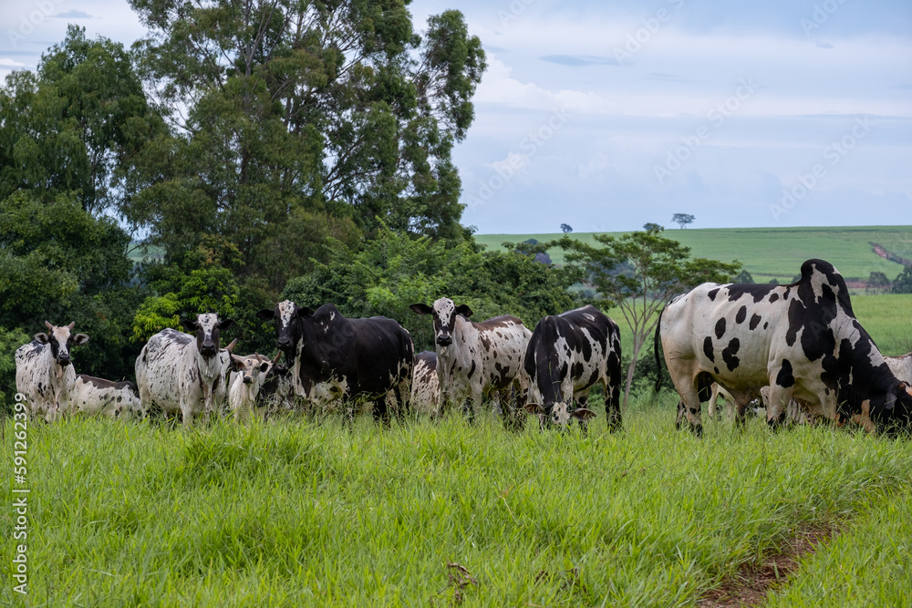 dairy cattle with white and black spots on green pasture