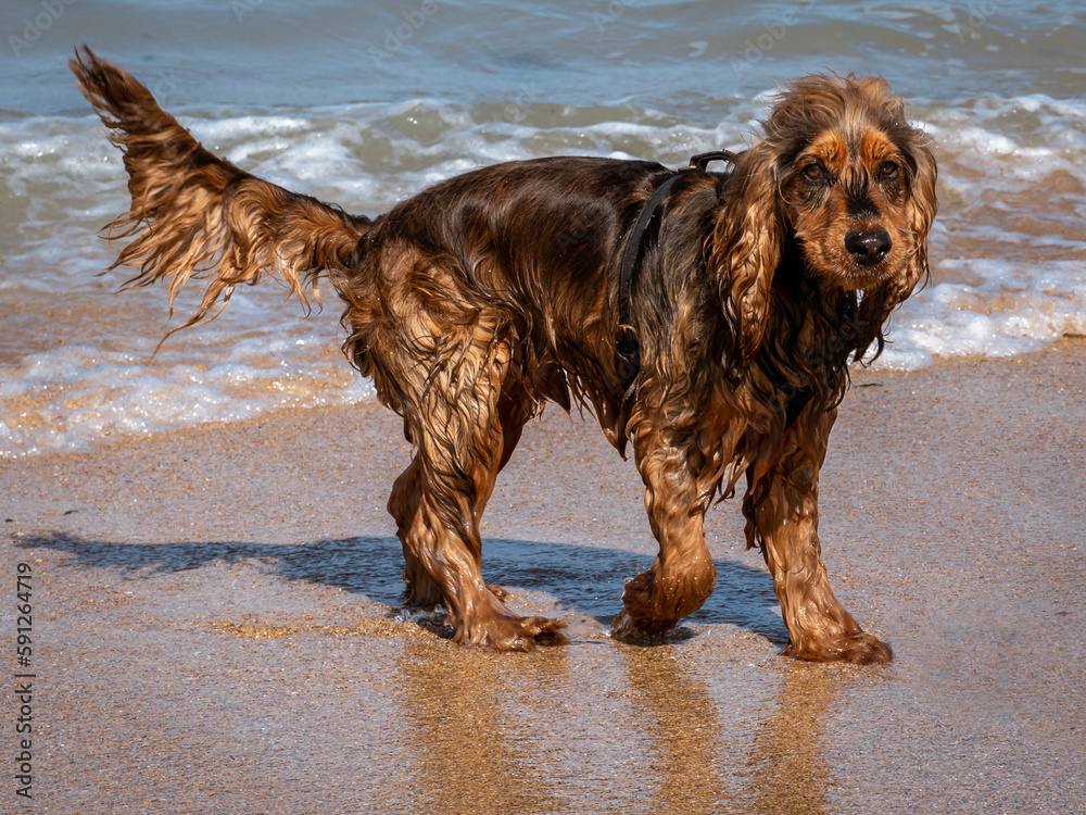 wet young cocker spaniel on the beach after swimming in the sea