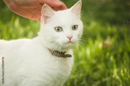 White caomani cat on the background of green grass and human hand