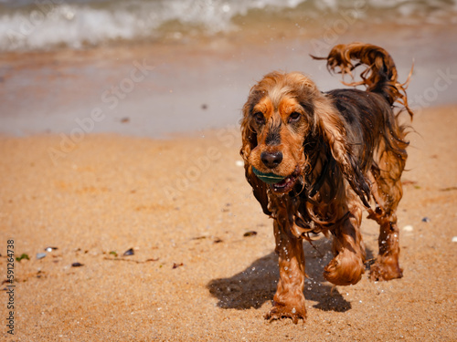 Bild auf Leinwand wet young cocker spaniel on the beach after swimming in the sea