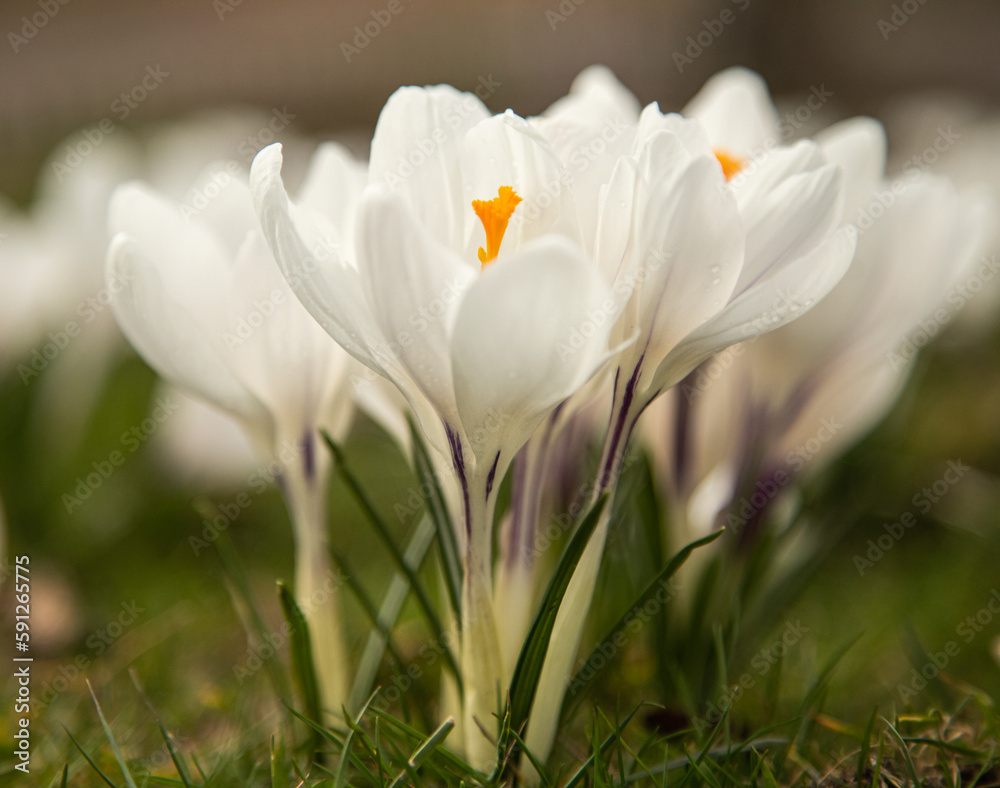 Fototapeta premium white crocus flowers