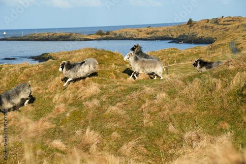Schafe auf der Weide bei Haraldshaugen nördlich von Haugesund photo