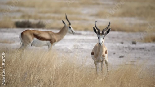Springbok antelope in the wild. Safari in Africa, African savannah wildlife. photo