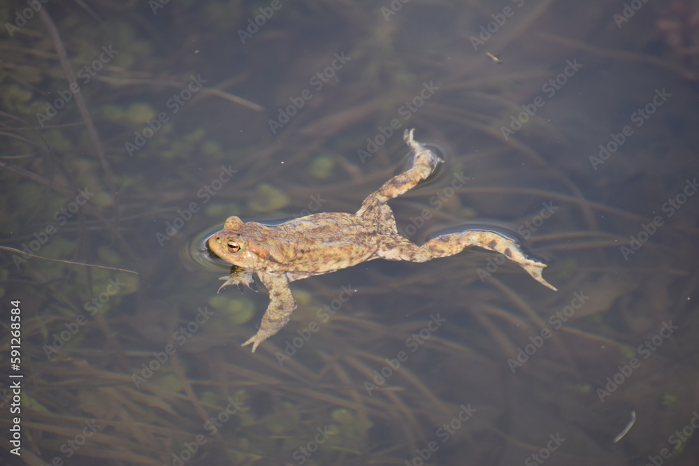 Fototapeta premium toad in the water in the spring