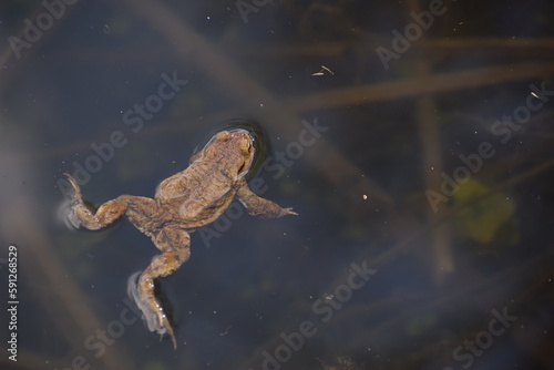 toad in the water in the spring 
