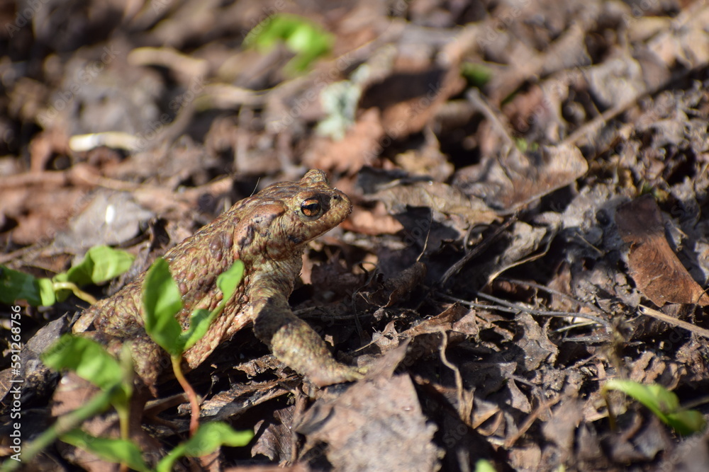 toad frog in the spring toad frog in the spring