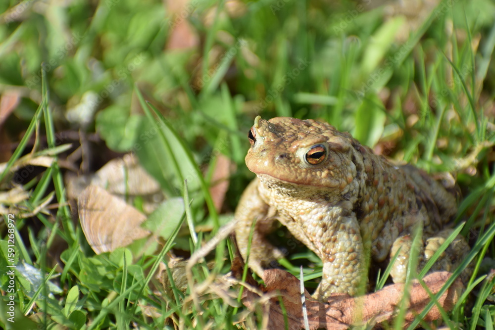 toad frog in the grass in the spring toad frog in the grass in the spring