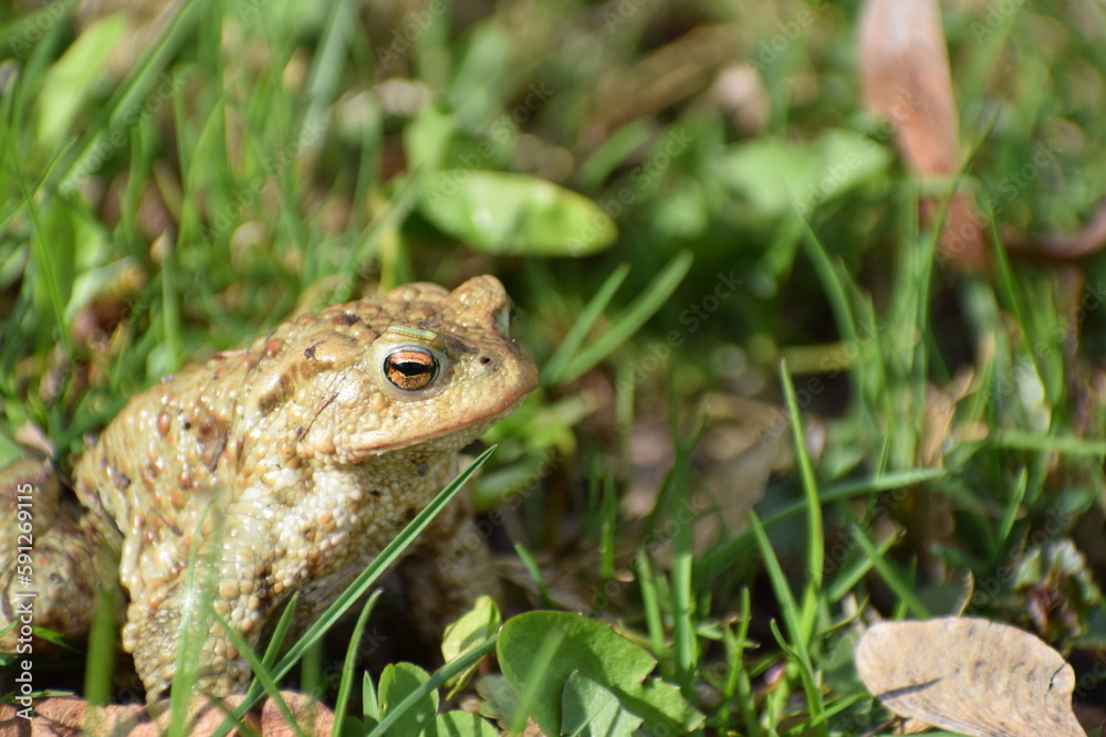 toad frog in the grass in the spring toad frog in the grass in the spring