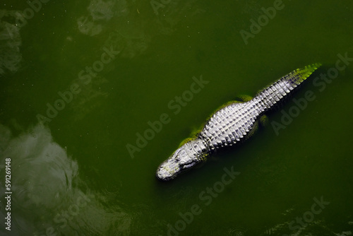 Captive Alligators Details of Teeth and Jaws Powerful Animals photo