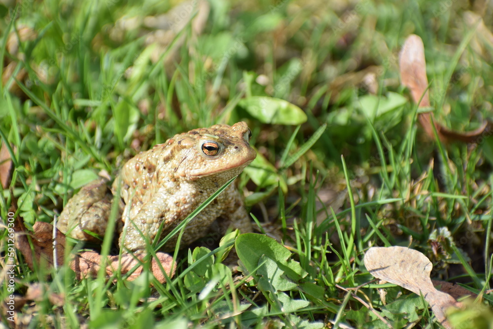 toad frog in the grass in the spring toad frog in the grass in the spring