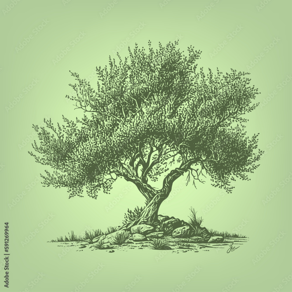 Olive tree. Woodcut engraving style hand drawn vector illustration. Optimised vector.