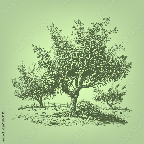 Fototapeta Naklejka Na Ścianę i Meble -  Orchard. Woodcut engraving style hand drawn vector illustration. Optimised vector.	
