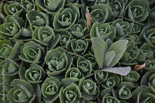 cactus in the garden