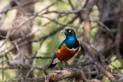 Superb Starling bird perched on a branch in Tarangire National Park, eating