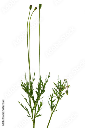 Green leaf and stem of poppy, lat. Papaver, isolated on white background