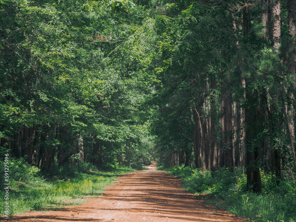 Obraz premium path in the forest