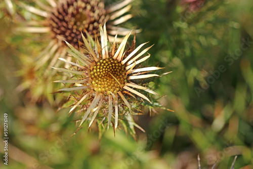   dried thistle flowers in winter 