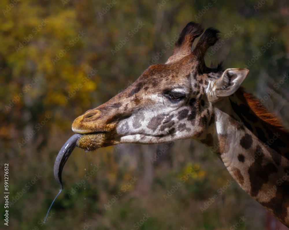A giraffe has been drinking water and drops of water are falling from its long tongue. All you see is the side view of the giraffe's head. The background is out of focus. A giraffe has been drinking water and drops of water are falling from its long tongue. All you see is the side view of the giraffe's head. The background is out of focus.