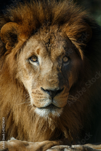 The head of a male lion looking toward the camera. Its mouth is closed. He has an intense look.