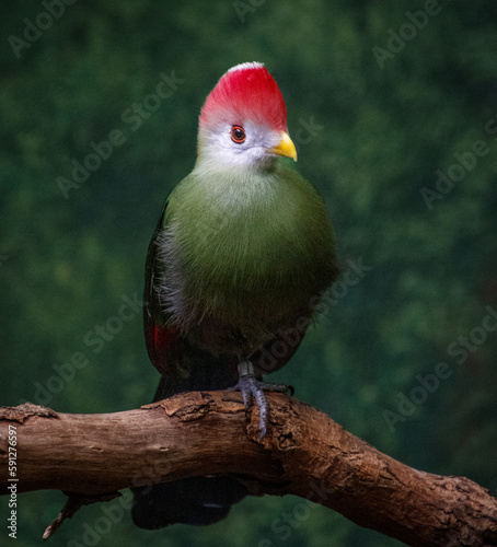 Red Crested Toroco sitting on a branch. The bird has green feathers, a white and red head and yellow beak. There is a dark green background. photo