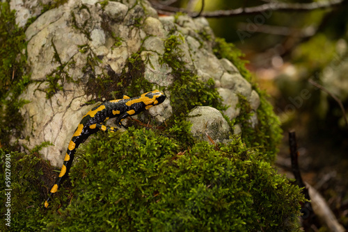 The fire salamander (Salamandra salamandra gigliolii). A subspecies of salamadra that lives along the Italian Apennines.