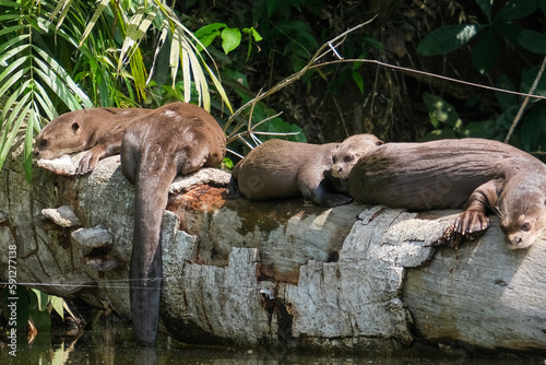 Sea otter family sleeping at tree trunk on Sandoval Lake with forest background. Endangered species sea otters. Selective focus.