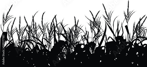 Billede på lærred Cornfield silhouette black and white vector illustration
